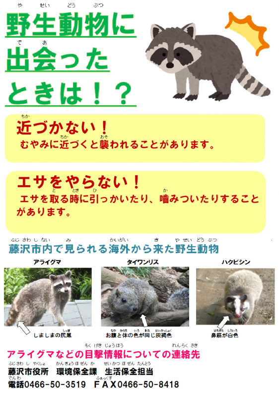 野生動物に出会ったときは！？