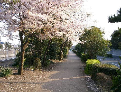 作橋下流右岸風景の写真です