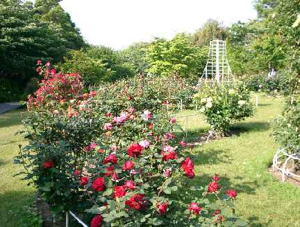 大庭城址公園の花の広場1の写真です。